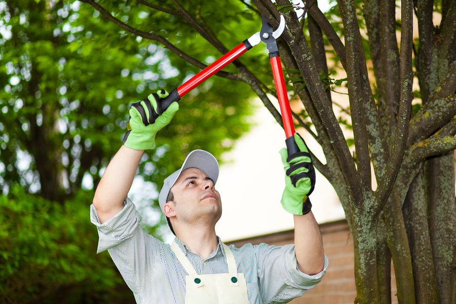 a man cutting a branch of tree